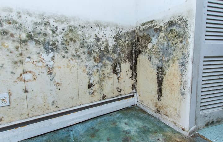 residential mold removal experts in Riverside